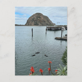 Cartão Postal Morro Bay Rock com Otters