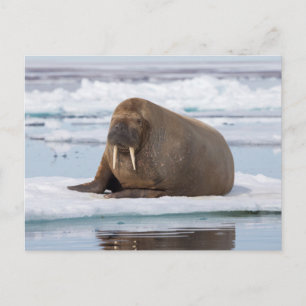Cartão Postal Morsa descansando no gelo, Noruega