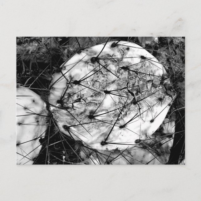 Cartão Postal Morto Cactus (Frente)
