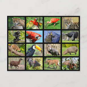Cartão Postal mosaicos animais sul-americanos