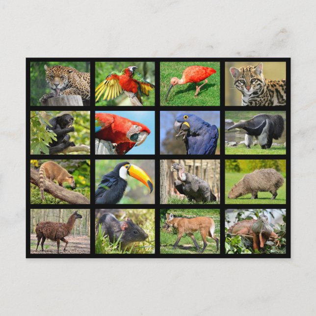 Cartão Postal mosaicos animais sul-americanos (Frente)