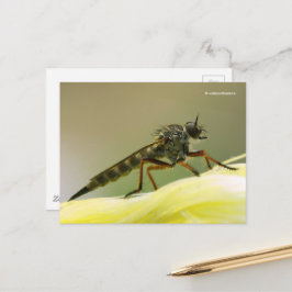 Cartão Postal Mosca Assassina Mosca Ladrão