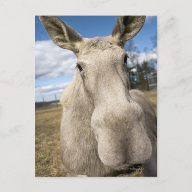 Cartão Postal Mose num campo, Suecia. (Frente)