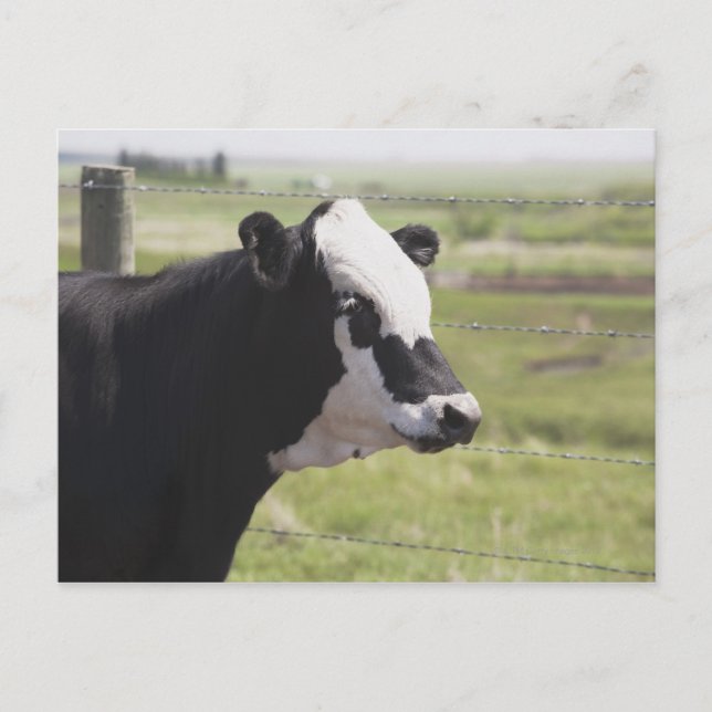 Cartão Postal Moseleigh, Alberta, Canadá (Frente)