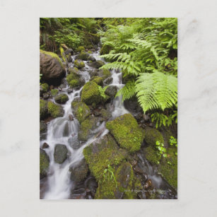 Cartão Postal Moss cobriam rochas com água turva e samambaias