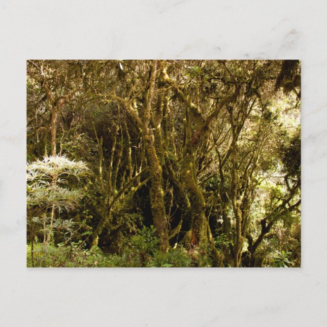 Cartão Postal Moss da Floresta Tropical do Peru cobertos (Frente)