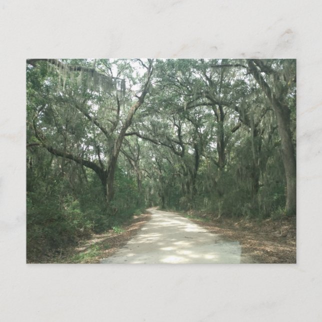 Cartão Postal Moss Espanhol, distrito de Georgetown, SC (Frente)