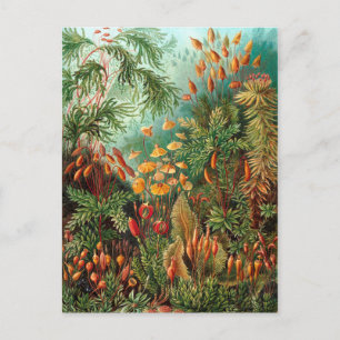 Cartão Postal Moss (Muscinae) por Haeckel