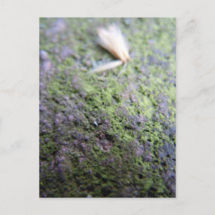 Cartão postal - Moß&Pollen