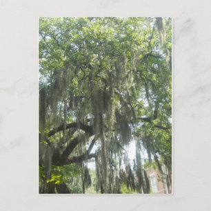 Cartão Postal Moss Savannah Georgia Espanhol