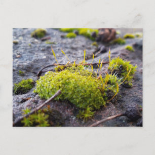 Cartão Postal Mosses, Cartão-postal de despertar Primavera