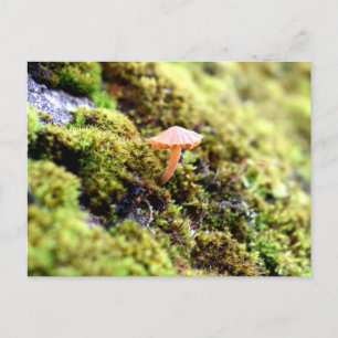 Cartão Postal Mosses e Lichens com um pequeno Cogumelo