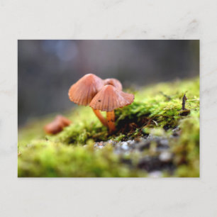 Cartão Postal Mosses e Lichens com um pequeno Cogumelo