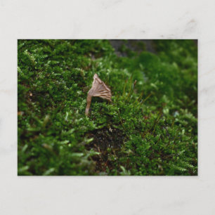 Cartão Postal Mosses e Lichens com um pequeno Cogumelo