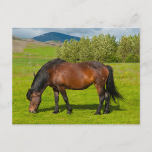 Cartão Postal Mossfellsbaer Cavalo Islandês