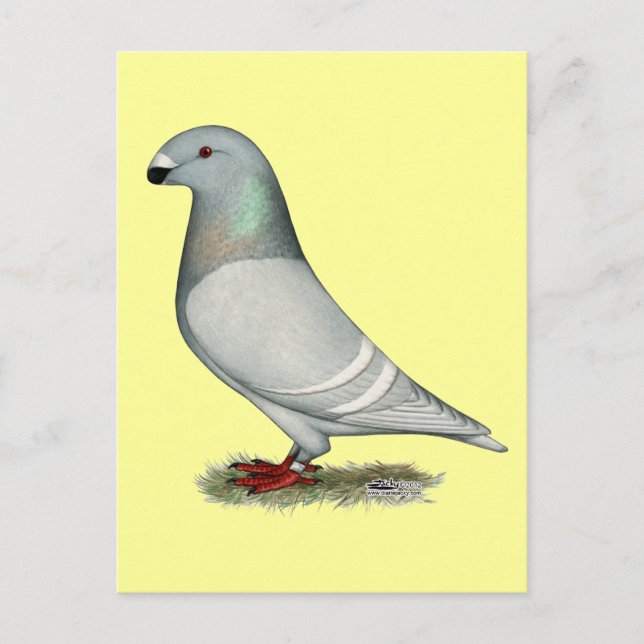 Cartão Postal Mostrar o conceito de racer Hen (Frente)