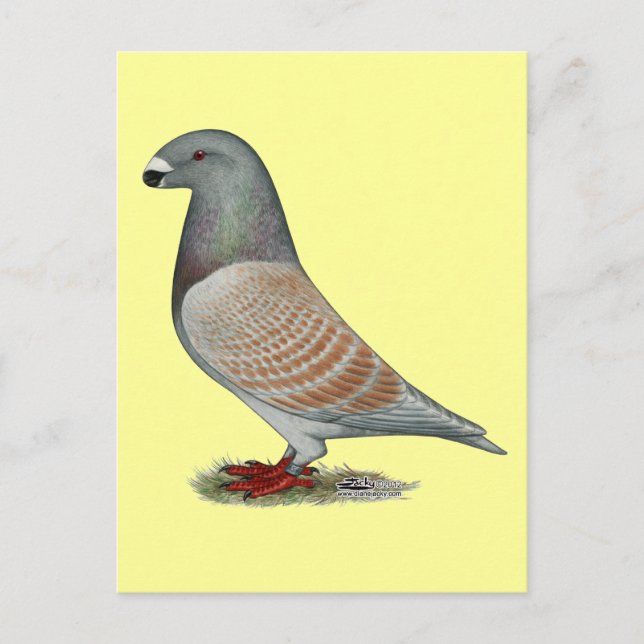 Cartão Postal Mostrar Ópalina Recessiva de Corrida (Frente)