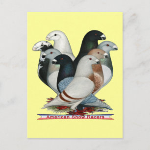 Cartão Postal Mostrar Raios Oito