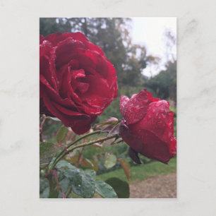 Cartão Postal Mostrar Rosas de Largura