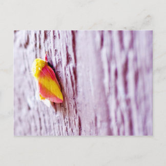 Cartão Postal Moth