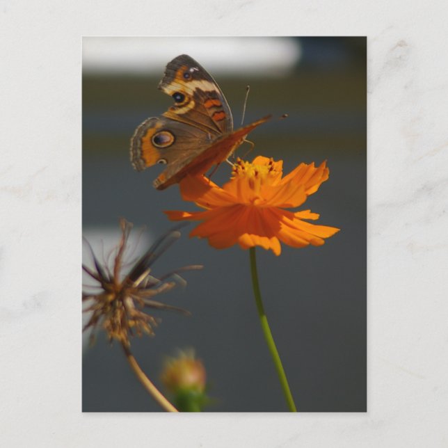 Cartão Postal Moth Coreopsis (Frente)