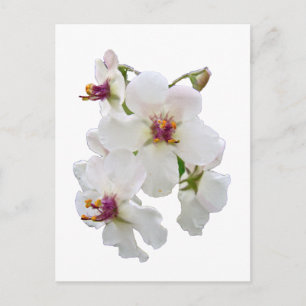 Cartão Postal Moth Mullein Wildflower