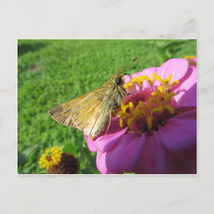 Cartão Postal Moth On Flower