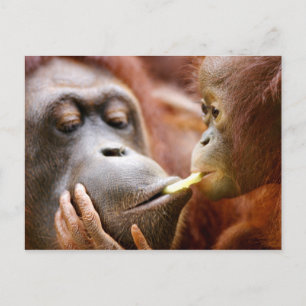 Cartão Postal Mother & Baby Orangutan