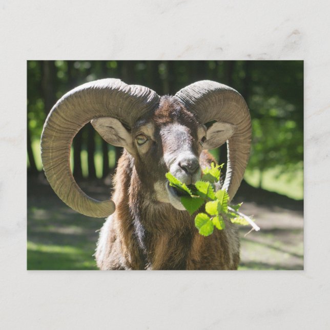 Cartão Postal Mouflon Ram (Frente)