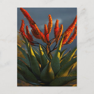 Cartão Postal Mountain Aloe (Aloe Marlothii Berger)