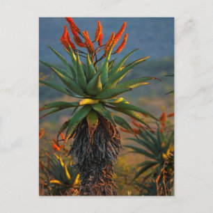 Cartão Postal Mountain Aloe (Aloe Marlothii Berger) 2
