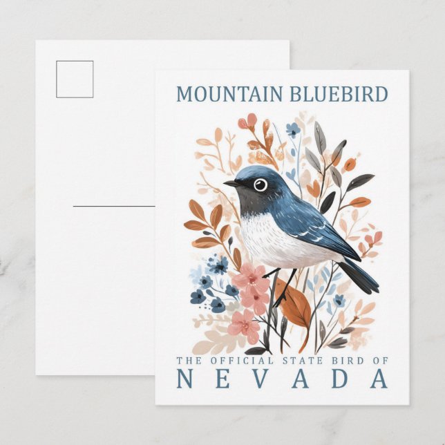 Cartão Postal Mountain Bluebird Bird (Frente/Verso)