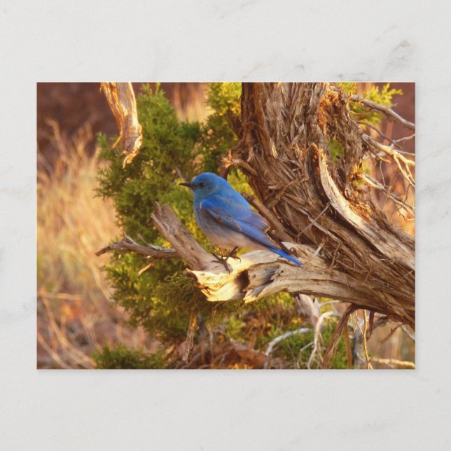 Cartão Postal Mountain Bluebird no Parque Nacional de Arches (Frente)