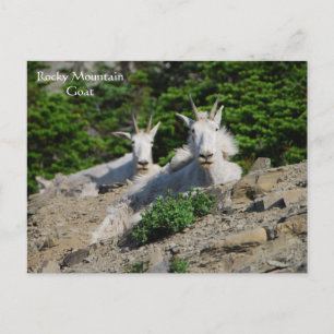 Cartão Postal Mountain Goats on Rock Ledge Wildlife Series # 18