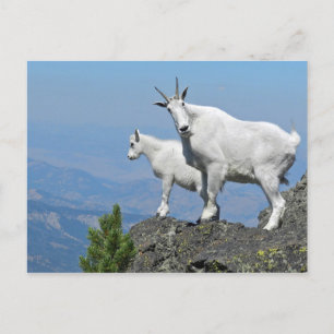 Cartão Postal Mountain Goats White Willife Foto