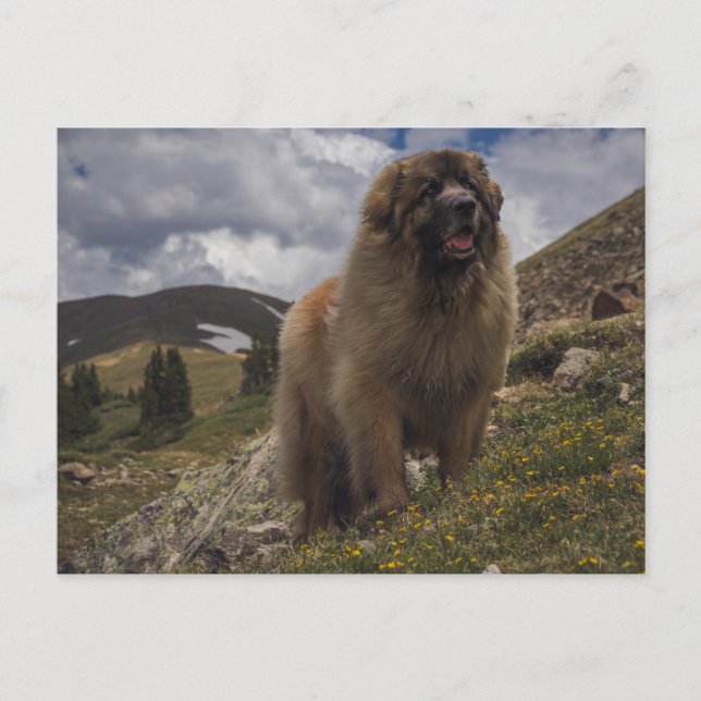 Cartão Postal Mountain Leonberger (Frente)