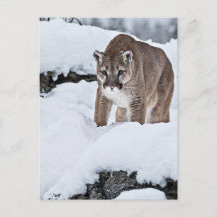 Cartão Postal Mountain Lion in the Snow