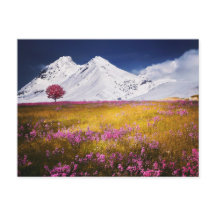 MOUNTAINS FIELD FLOWERS LANDSCAPE POSTCROSSING