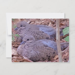Cartão Postal Mourning Doves