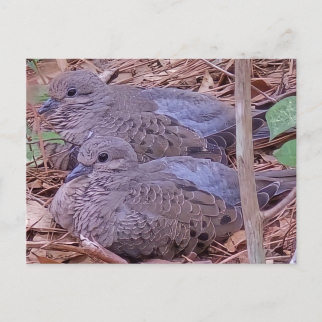 Cartão Postal Mourning Doves (Frente)