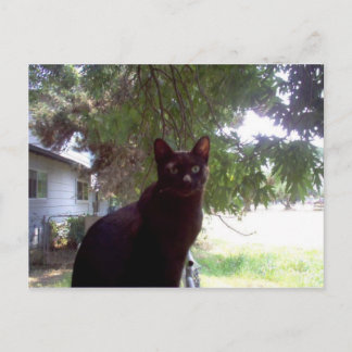 Cartão Postal Mouschi