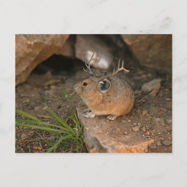 Cartão Postal mouse (Frente)