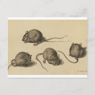Cartão Postal mouse-clipart-2