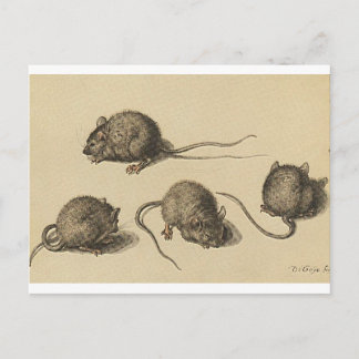 Cartão Postal mouse-clipart-2