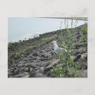 Cartão Postal Möve