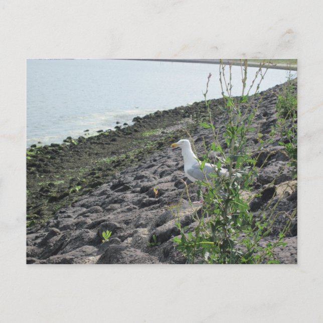 Cartão Postal Möve (Frente)