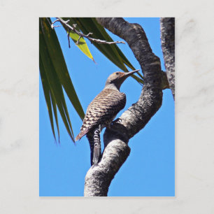 Cartão Postal movimento do norte