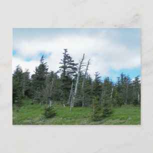 Cartão Postal Mt. Mitchell