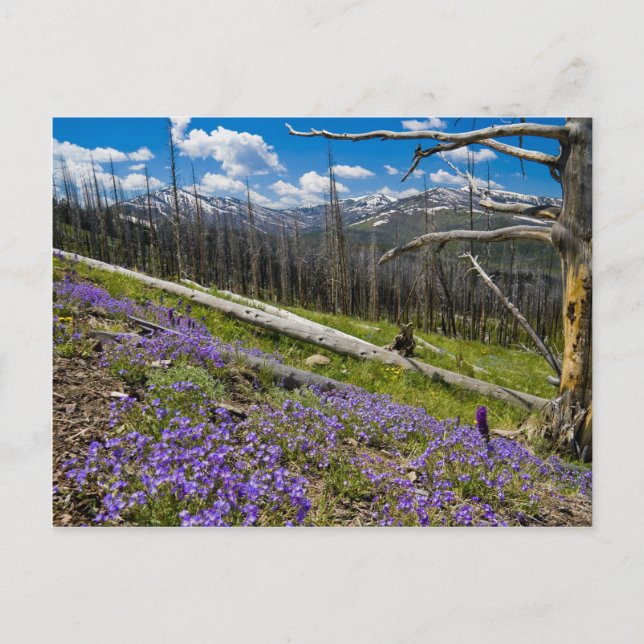 Cartão Postal Mt. Washburn (Frente)