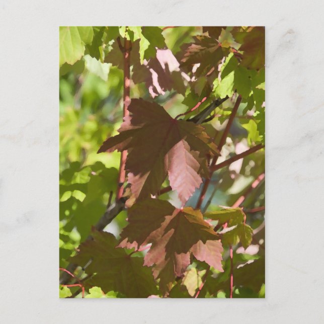 Cartão Postal Mudando Folhas de outono (Frente)